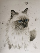 Graphit und Aquarell