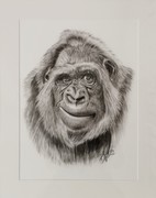 Graphitzeichnung